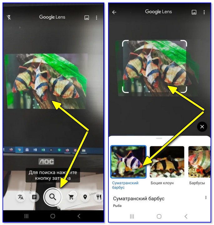 Google Lens — определил что за рыба на экране!